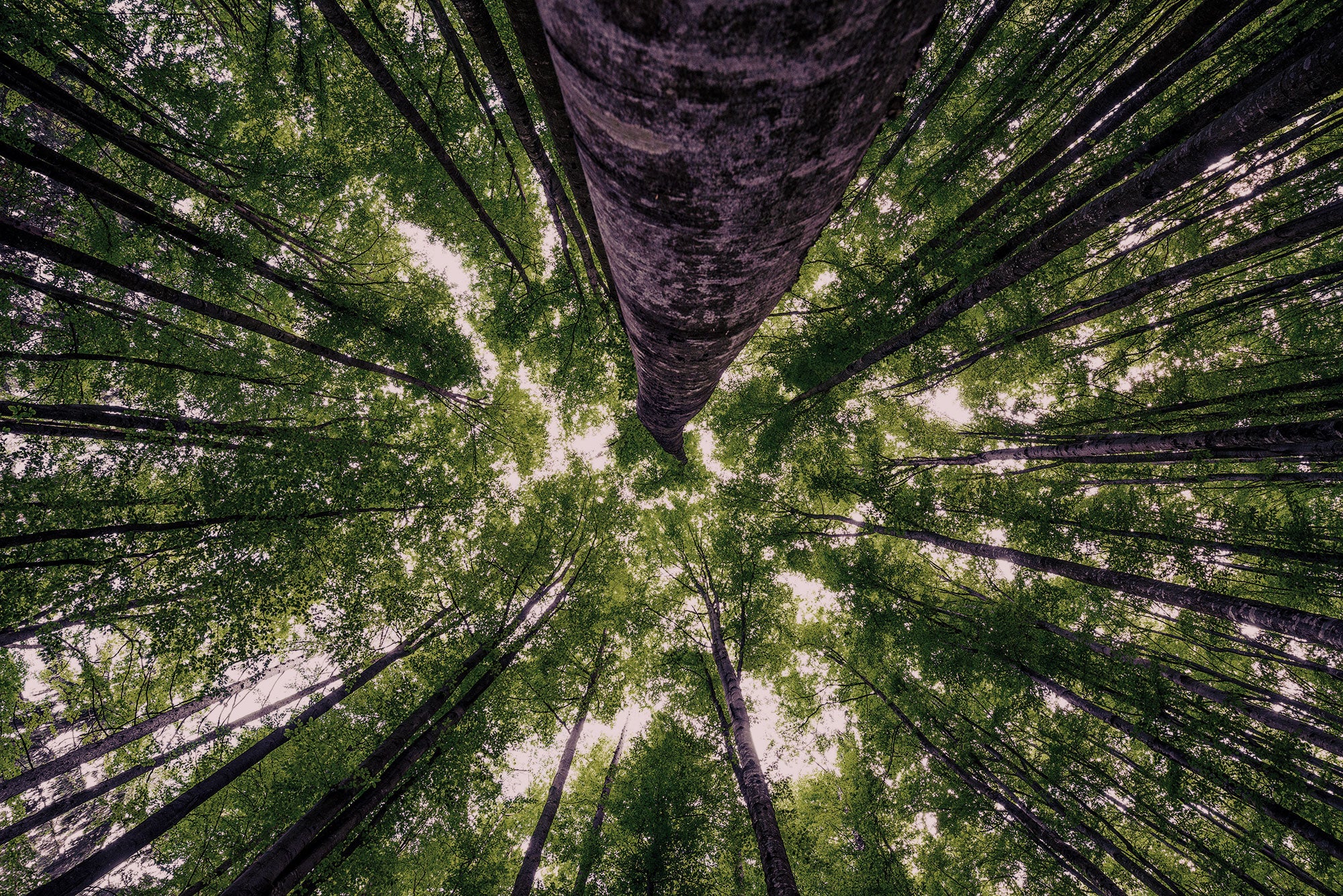natural materials sustainably managed beech trees raw material to create tencel modal fabric